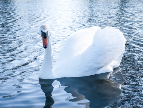 Mute Swan